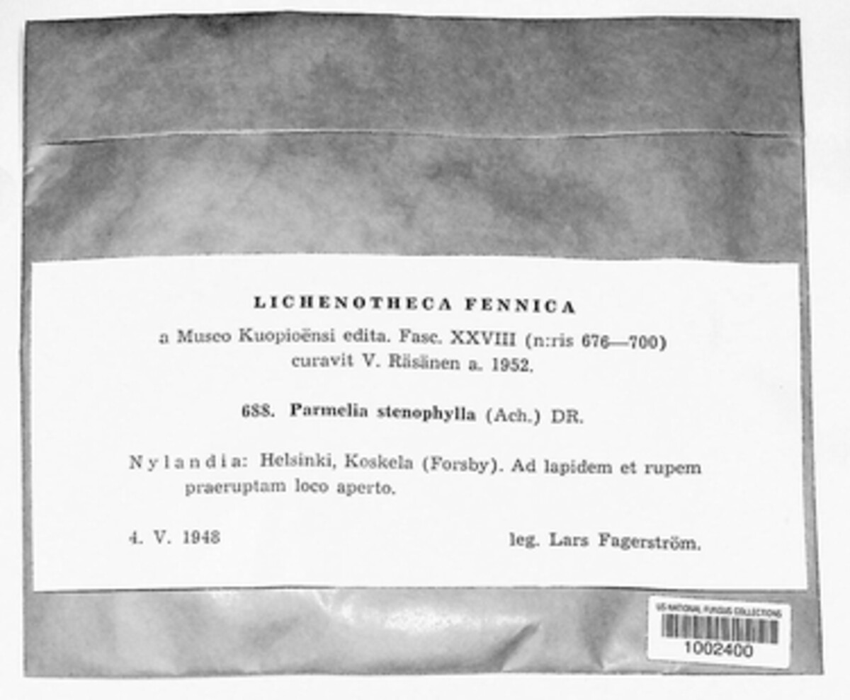 Xanthoparmelia stenophylla image